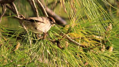 Eurasian Blackcap