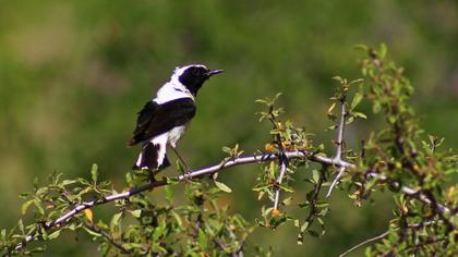 Karakulaklı kuyrukkakan