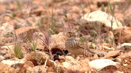Türkistan çorak toygarı