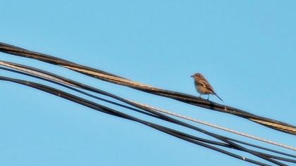 Kızılbaşlı örümcekkuşu