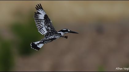 Alaca yalıçapkını