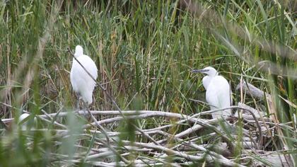 Küçük ak balıkçıl