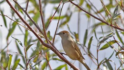 Karabaşlı ötleğen
