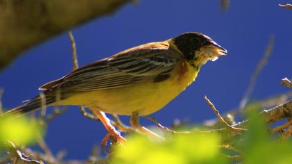 Karabaşlı kirazkuşu