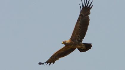 Küçük orman kartalı