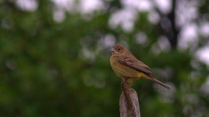 Karabaşlı kirazkuşu