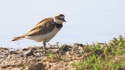 Halkalı küçük cılıbıt