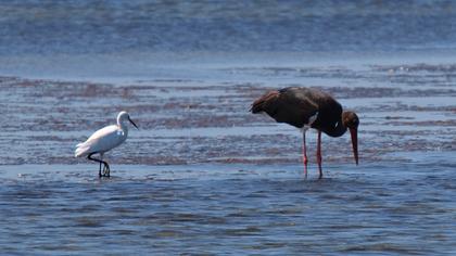 Küçük ak balıkçıl