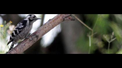 Küçük ağaçkakan