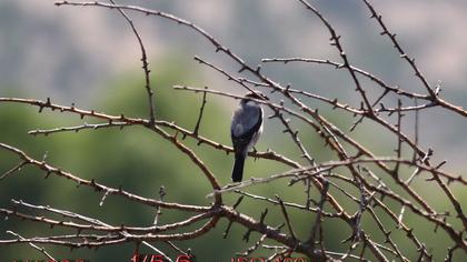 Karaalınlı örümcekkuşu