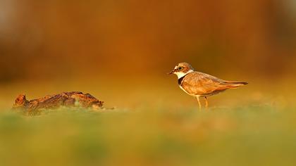 Halkalı küçük cılıbıt