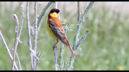 Karabaşlı kirazkuşu