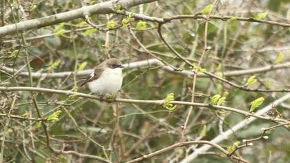 European Pied Flycatcher