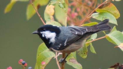 Coal Tit
