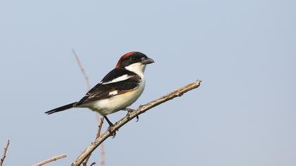 Kızılbaşlı örümcekkuşu