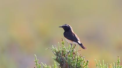 Pied Wheatear