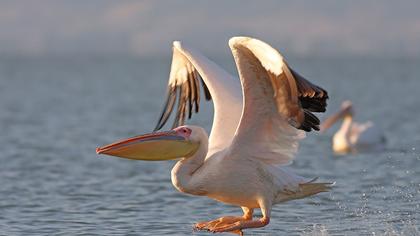 Great White Pelican