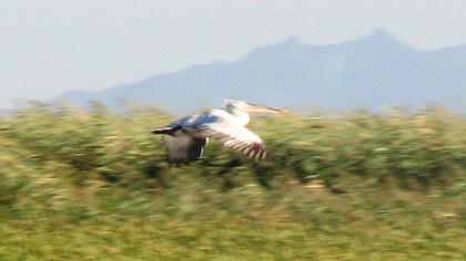 Dalmatian Pelican