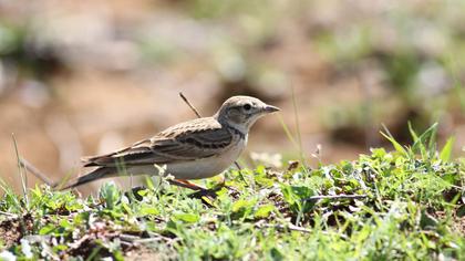 Greater Short-toed Lark