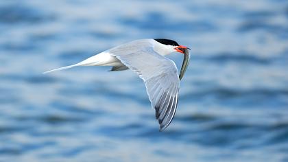 Common Tern
