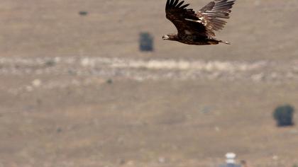 White-tailed Eagle