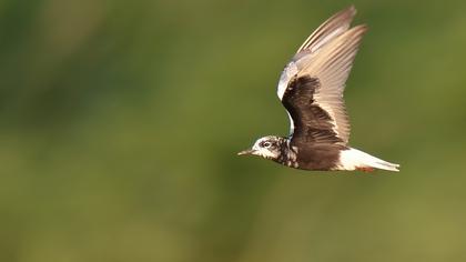 White-winged Tern