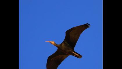 Northern Bald Ibis