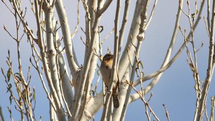 Eurasian Wryneck