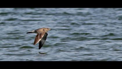 Sürmeli kervançulluğu