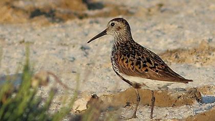 Karakarınlı kumkuşu