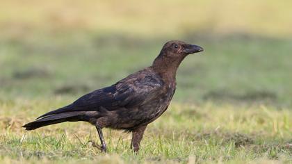Avrupa leş kargası