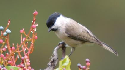 Kayın baştankarası
