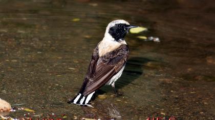 Karakulaklı kuyrukkakan