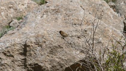 Red-fronted Serin