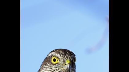 Eurasian Sparrowhawk
