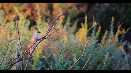 Dikkuyruklu ötleğen