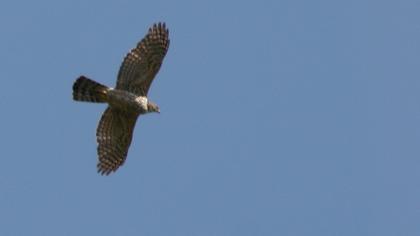 Northern Goshawk