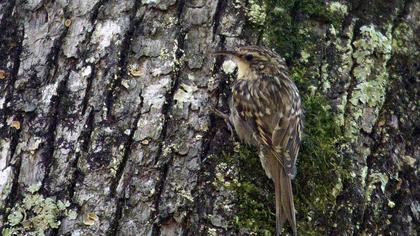 Bahçe tırmaşıkkuşu