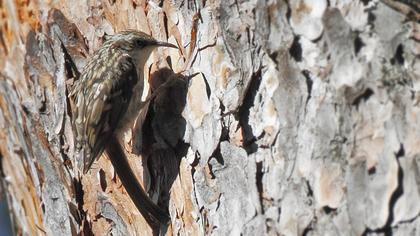Bahçe tırmaşıkkuşu
