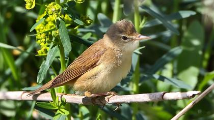 Marsh Warbler