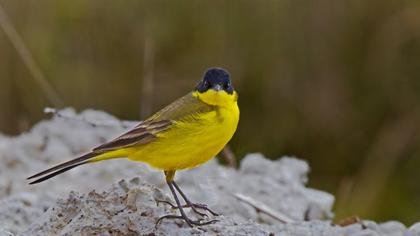 Sarı kuyruksallayan