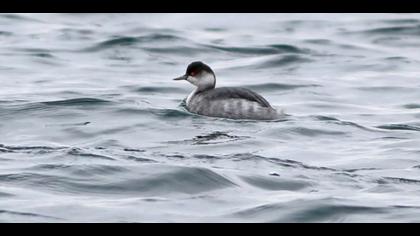 Karaboyunlu batağan