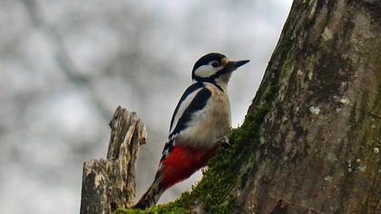 Orman alaca ağaçkakanı