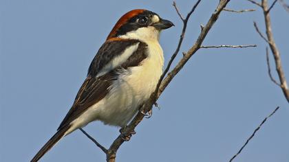 Kızılbaşlı örümcekkuşu