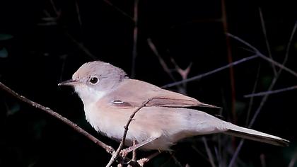 Küçük akgerdanlı ötleğen