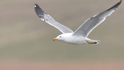 Van gölü martısı