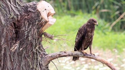 Küçük orman kartalı