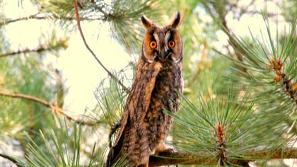 Kulaklı orman baykuşu