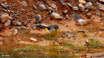 Dağ kuyruksallayanı