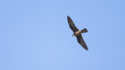 Eleonora`s Falcon